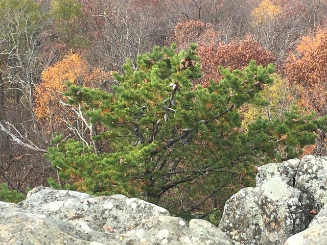 Road trip to Blue Ridge Parkway (4)